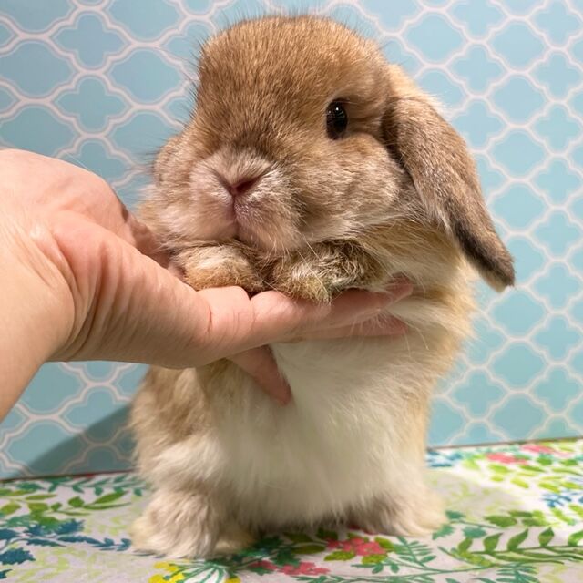 うたっち様　まんまるうさぎ×2 うたっち様 まんまるうさぎ×2