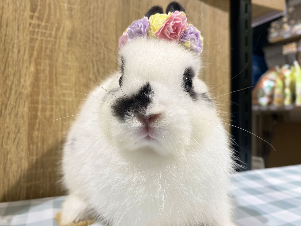 新入りネザーがやってきました！ : うさぎブログ うさぎのしっぽ公式