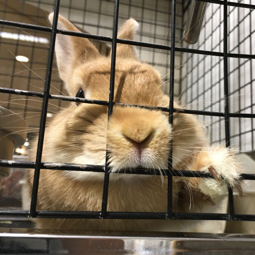 おてんばうさちゃん at二子玉川店 : うさぎブログ うさぎの