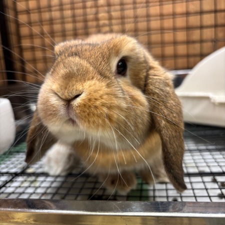 ロップちゃんご紹介～！！ : うさぎブログ うさぎのしっぽ公式ブログ