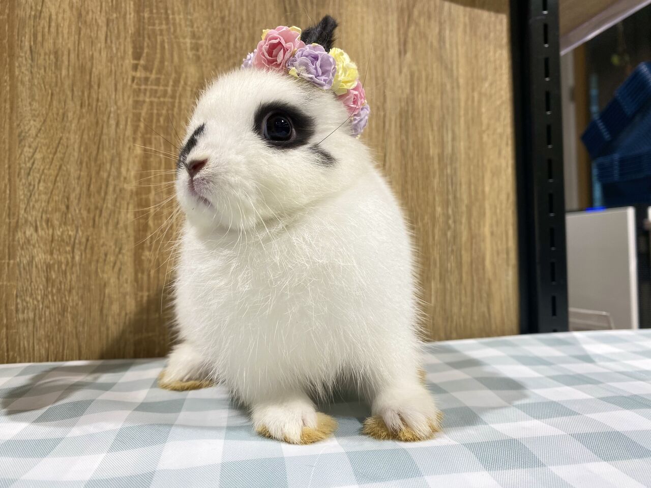 新入りネザーがやってきました！ : うさぎブログ うさぎのしっぽ公式