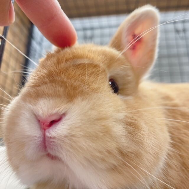 ☆まんまるNEW FACE☆ : うさぎブログ うさぎのしっぽ公式ブログ