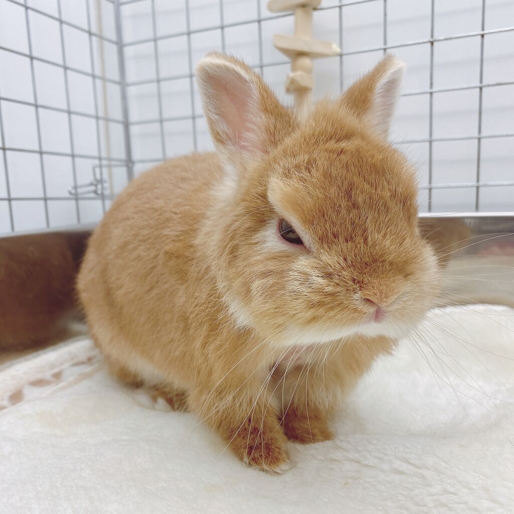 うさぎブログ うさぎのしっぽ公式ブログ 日々しっぽ とろける毛布