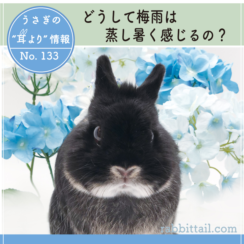 うさぎブログ うさぎのしっぽ公式ブログ 日々しっぽ うさぎの耳より情報 No 133 どうして梅雨は蒸し暑く感じるの うさぎブログ うさぎのしっぽ公式ブログ 日々しっぽ うさぎの耳より情報 No 133 どうして梅雨は蒸し暑く感じるの