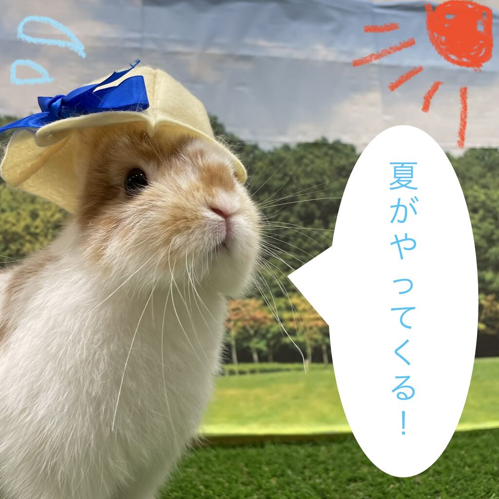 夏用品入荷しています！ : うさぎブログ うさぎのしっぽ公式