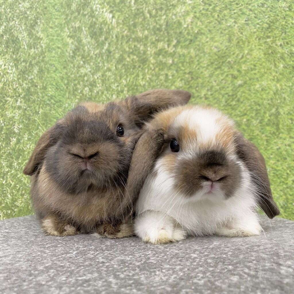 うさうさぎ 4_fa4014c3-2195-4a36-9be8-