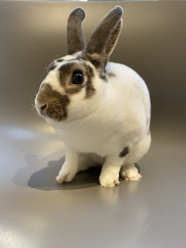 ミニレッキスちゃんの魅力とは？ : うさぎブログ うさぎのしっぽ公式