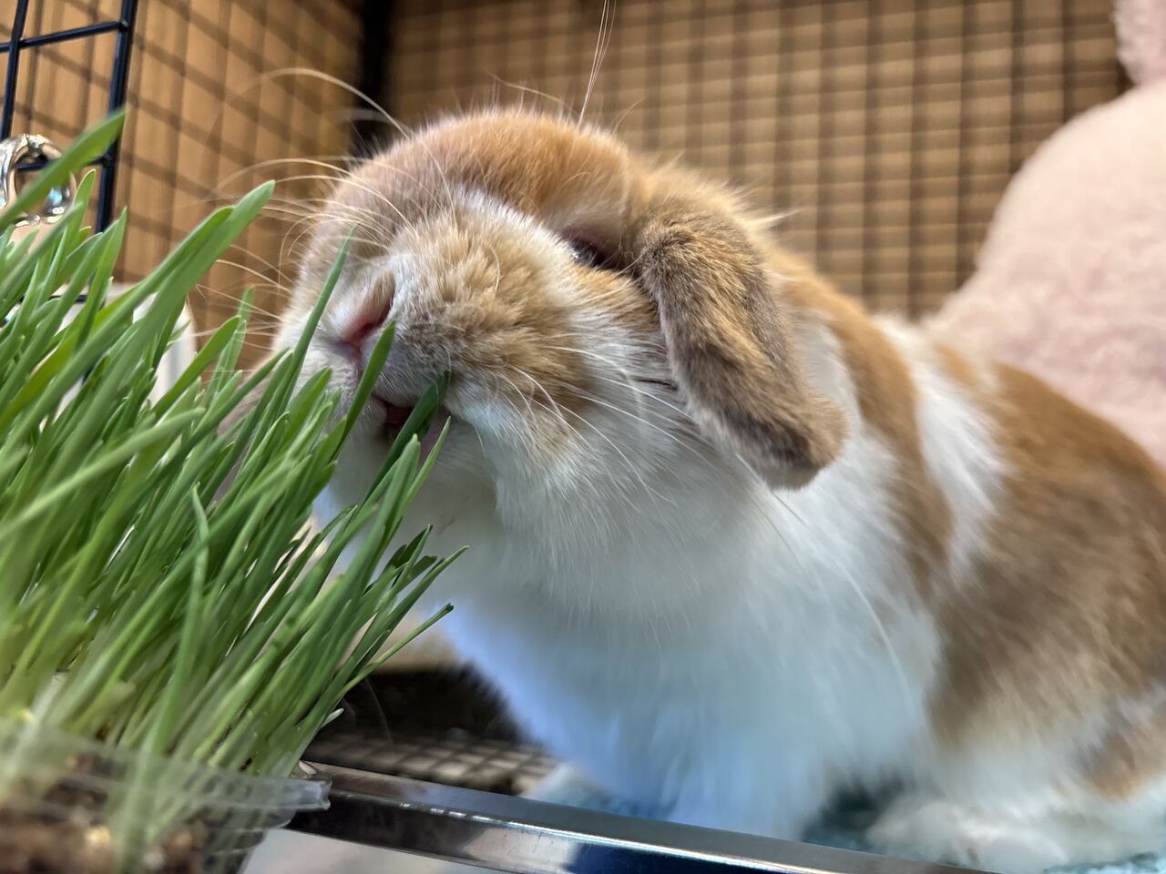おやつを育てよう♪ : うさぎブログ うさぎのしっぽ公式ブログ「日々
