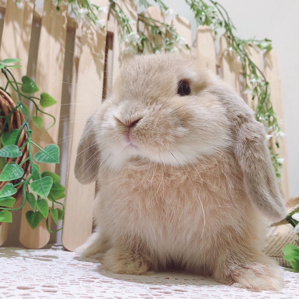 かわいらしいうさちゃん達♪ : うさぎブログ うさぎのしっぽ公式ブログ