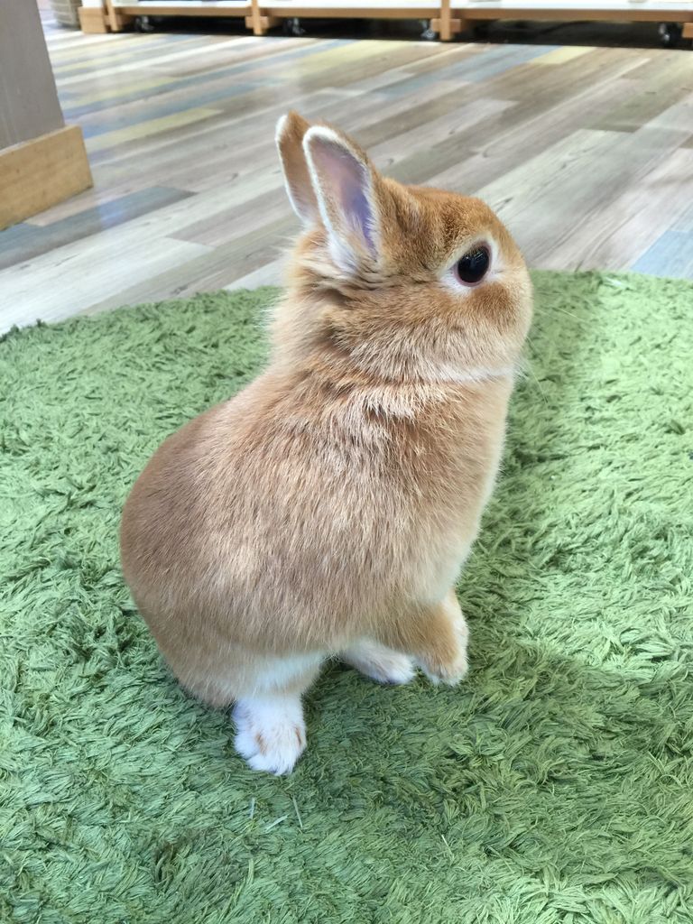 もうすぐ春ですね～(*^o^*) : うさぎブログ うさぎのしっぽ公式