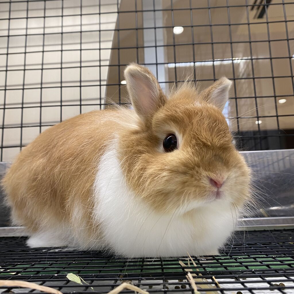 お耳が特徴的なうさちゃん♪ : うさぎブログ うさぎのしっぽ公式ブログ