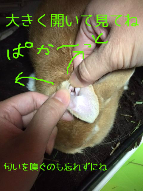 うさぎブログ うさぎのしっぽ公式ブログ 日々しっぽ お耳の中 チェックしてますか うさぎブログ うさぎのしっぽ公式ブログ 日々しっぽ お耳の中 チェックしてますか