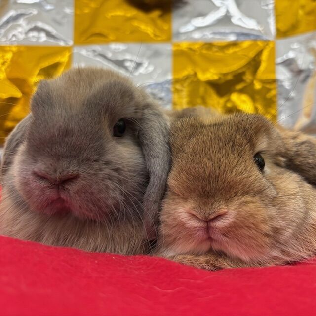 ぐんぐん成長中♪ : うさぎブログ うさぎのしっぽ公式ブログ「日々しっぽ」