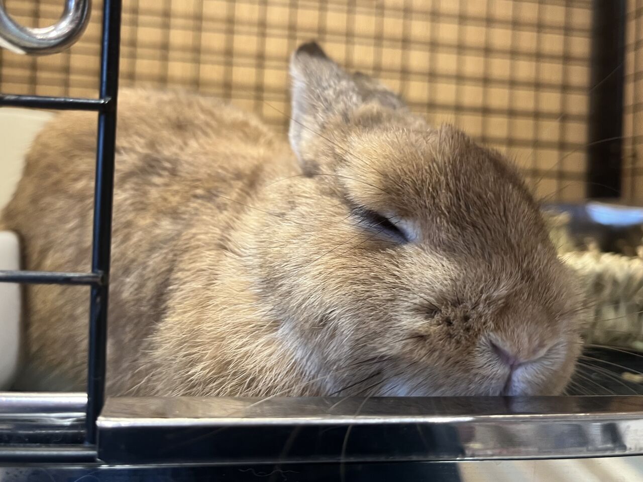 推しうさ紹介 : うさぎブログ うさぎのしっぽ公式ブログ「日々しっぽ」