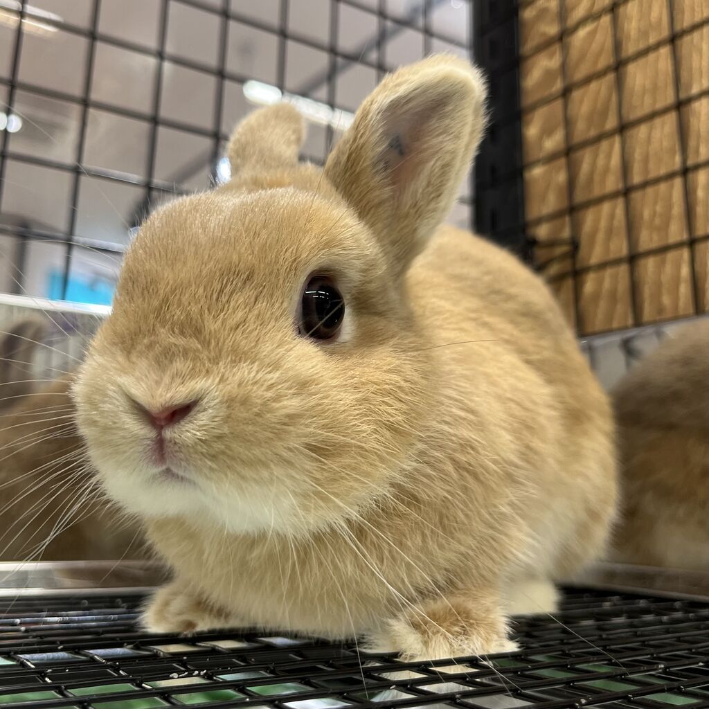 うさぎ レイクタウン店美人うさちゃんをご紹介！ : うさぎブログ うさぎの