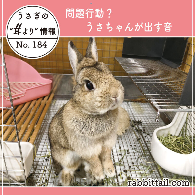 うさぎブログ うさぎのしっぽ公式ブログ 日々しっぽ うさぎの耳より情報 Livedoor Blog ブログ うさぎブログ うさぎのしっぽ公式ブログ 日々しっぽ うさぎの耳より情報 Livedoor Blog ブログ