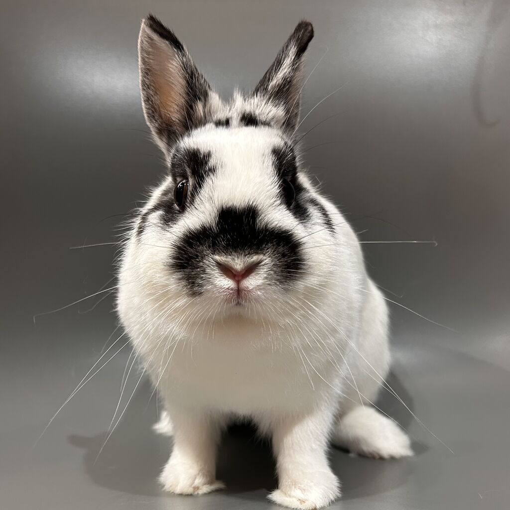 パンダみたいなレディ♪ : うさぎブログ うさぎのしっぽ公式ブログ