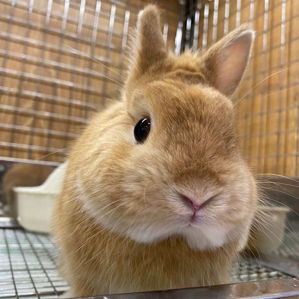 うさぎブログ うさぎのしっぽ公式ブログ 日々しっぽ 大人うさぎのススメ