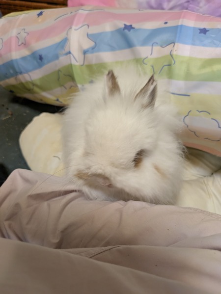 PXL_20250418_080603873.MP