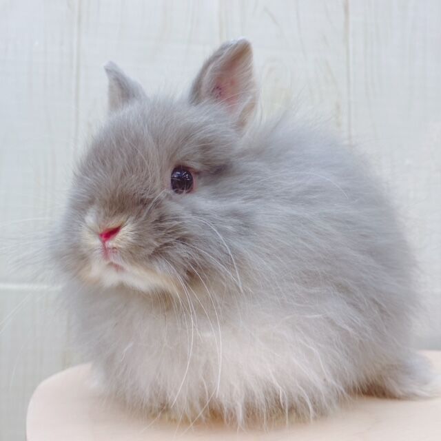 新入りうさちゃんデビューしました♪ : うさぎブログ うさぎのしっぽ