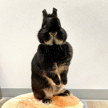 ♡うさぎ様ご確認♡ dec8856f-s.jpg