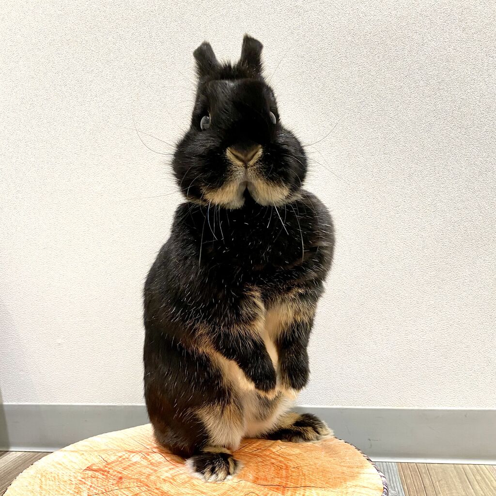 うさぎブログ うさぎのしっぽ公式ブログ 日々しっぽ むにむにうさちゃん うさぎブログ うさぎのしっぽ公式ブログ 日々しっぽ むにむにうさちゃん