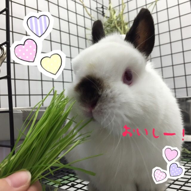うさぎブログ うさぎのしっぽ公式ブログ 日々しっぽ ベビーリーフ牧草はいかがですか