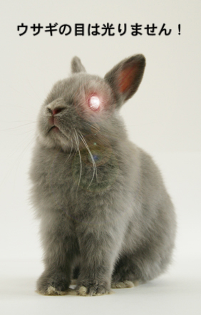 うさちゃんって夜行性？ : うさぎブログ うさぎのしっぽ公式ブログ