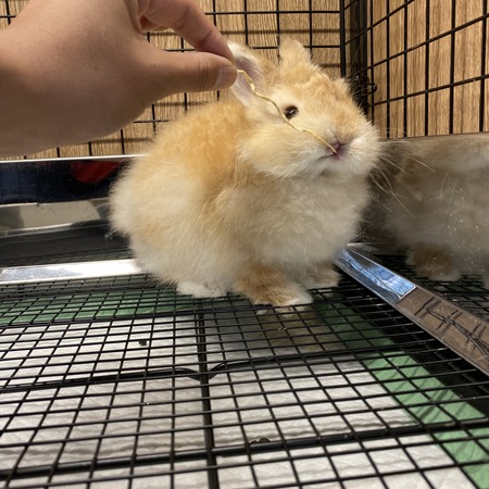 うさぎブログ うさぎのしっぽ公式ブログ 日々しっぽ 海老名店 Livedoor Blog ブログ