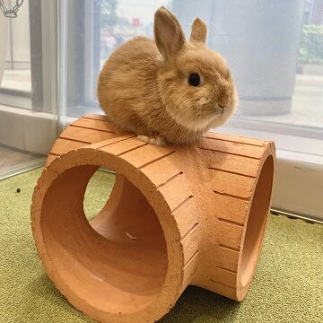 ぼくのしろ