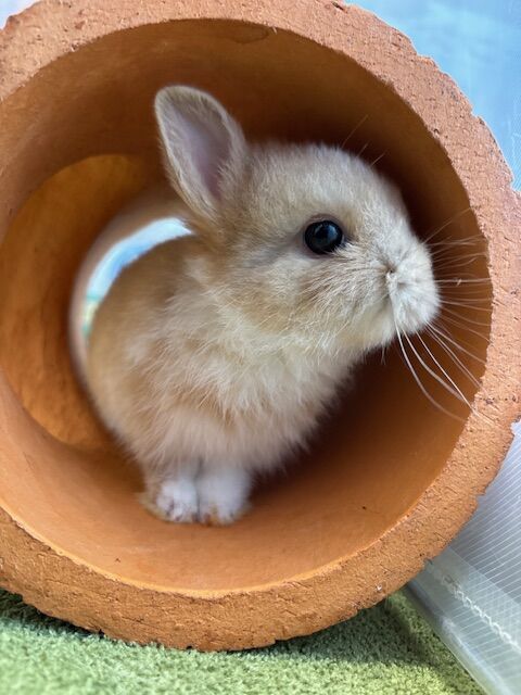 ぽやぽやベビちゃん : うさぎブログ うさぎのしっぽ公式ブログ「日々