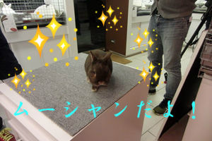 BlogPaint