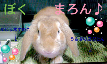 BlogPaint