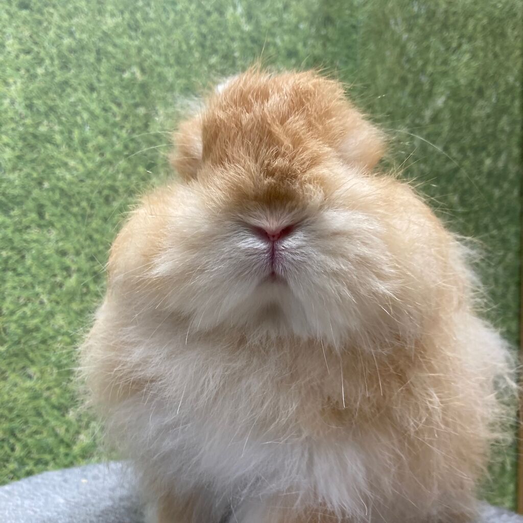 もふもふもふもふうさぎ : うさぎブログ うさぎのしっぽ公式ブログ
