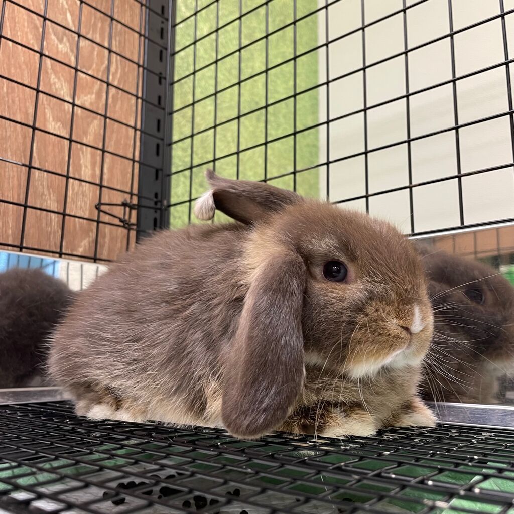 新入りちゃん達がきました！ : うさぎブログ うさぎのしっぽ公式