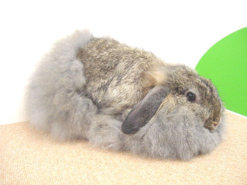 うさぎブログ うさぎのしっぽ公式ブログ 日々しっぽ 長毛種大好き でも 夏の暑さにはご注意を うさぎブログ うさぎのしっぽ公式ブログ 日々しっぽ 長毛種大好き でも 夏の暑さにはご注意を
