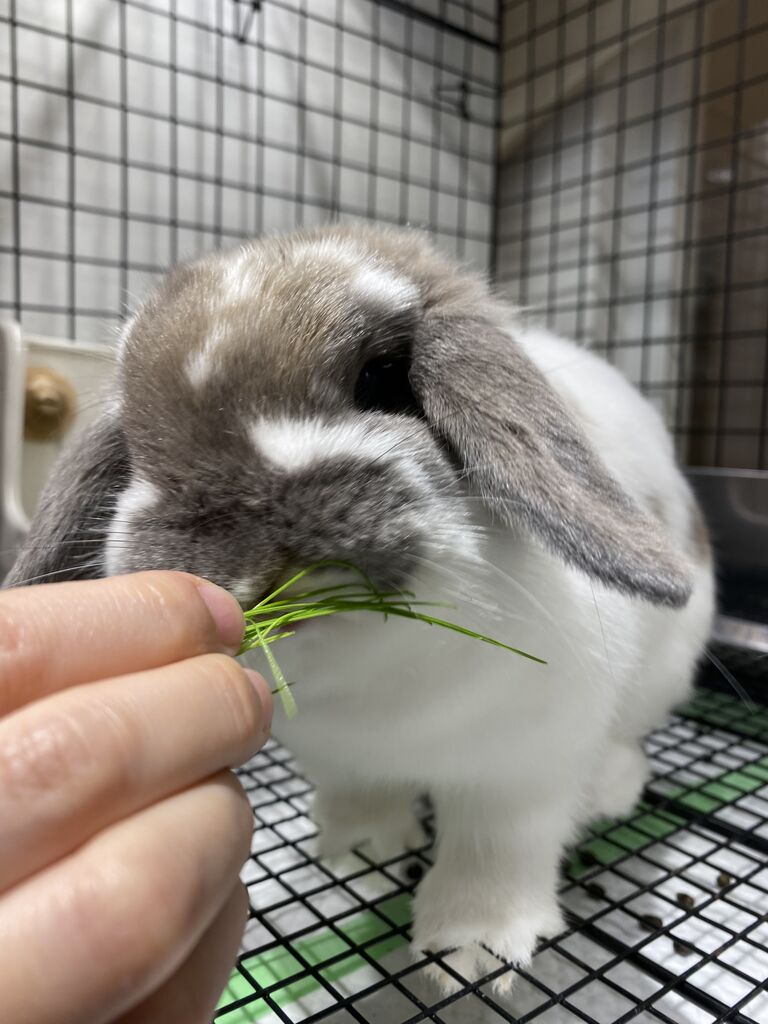 牧草栽培セット！その② : うさぎブログ うさぎのしっぽ公式ブログ