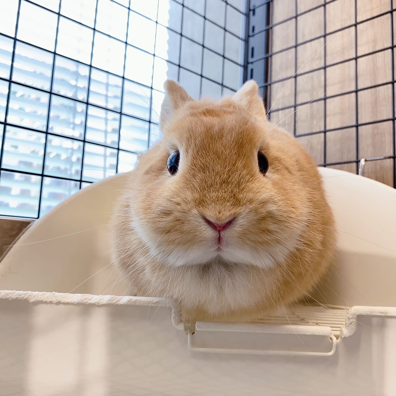 柴又店大人うさぎさん紹介！ : うさぎブログ うさぎのしっぽ公式