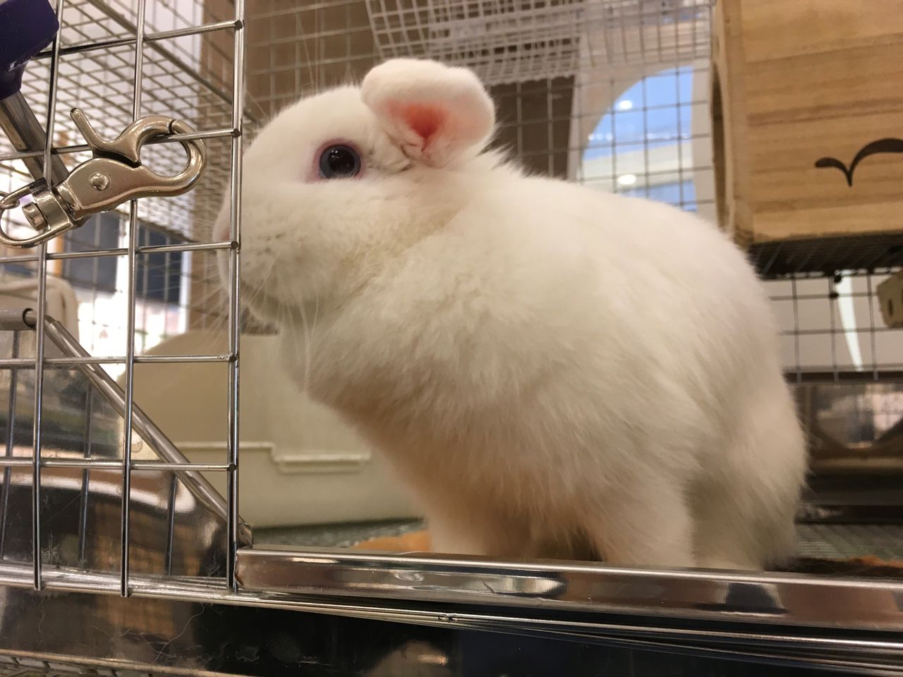 ホワイト系うさちゃん特集 : うさぎブログ うさぎのしっぽ公式ブログ