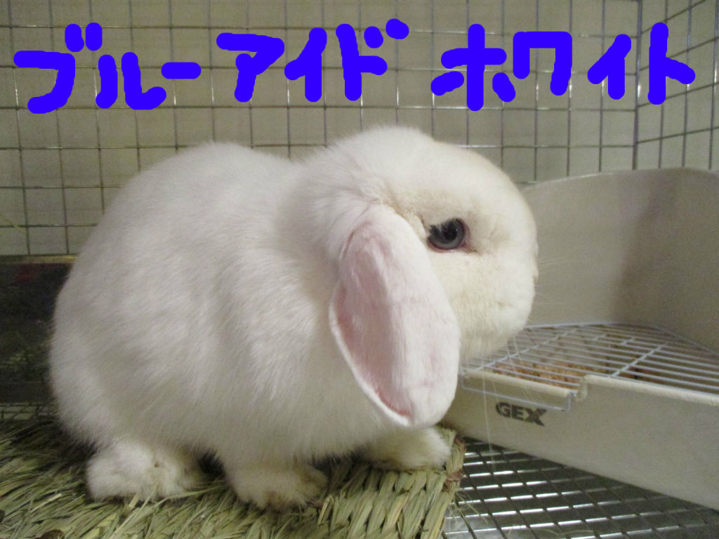 うさぎブログ うさぎのしっぽ公式ブログ 日々しっぽ 純血種うさちゃんin横浜店 うさぎブログ うさぎのしっぽ公式ブログ 日々しっぽ 純血種うさちゃんin横浜店