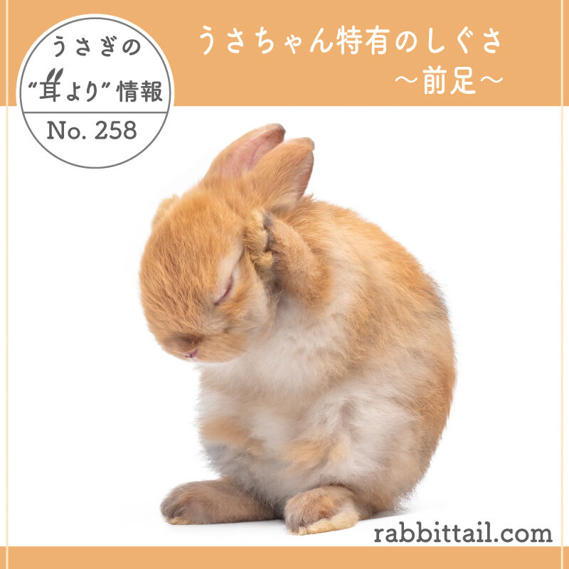 うさぎの耳より情報 No.258 うさちゃん特有のしぐさ～前足～ : うさぎ