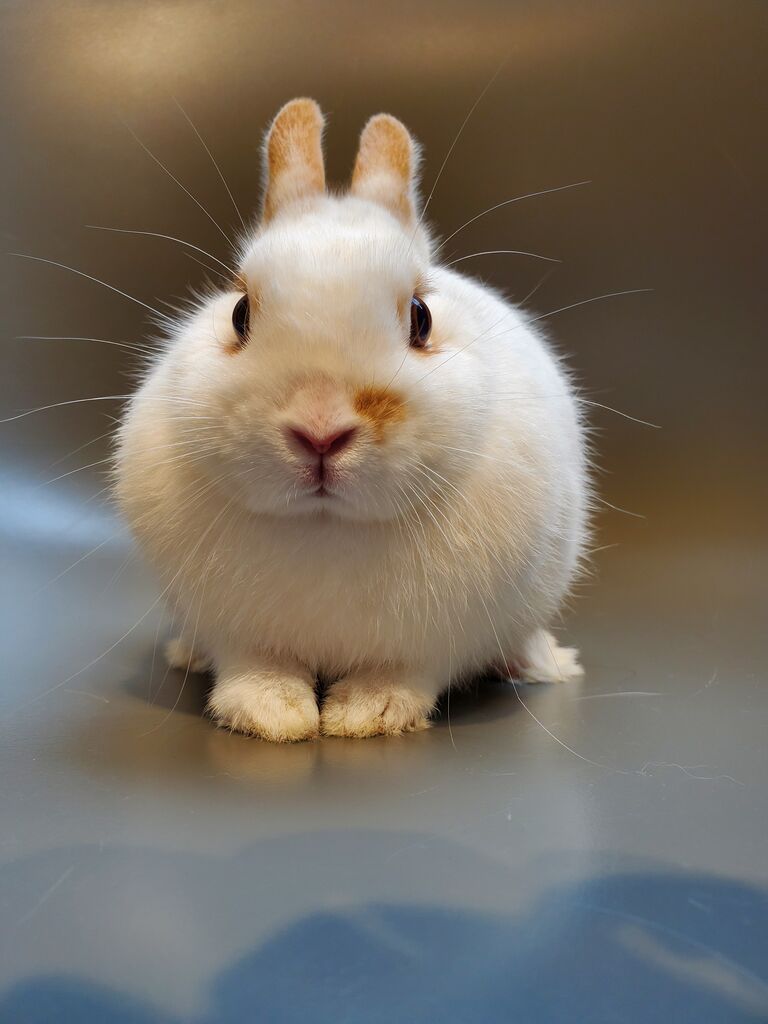 うさぎブログ うさぎのしっぽ公式ブログ 日々しっぽ かわいい子です うさぎブログ うさぎのしっぽ公式ブログ 日々しっぽ かわいい子です