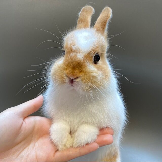 きゅるきゅるおめめのおチビちゃん♪ : うさぎブログ うさぎのしっぽ