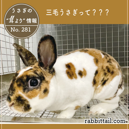 うさぎの耳より情報 No.281 三毛うさぎって？？？ : うさぎブログ