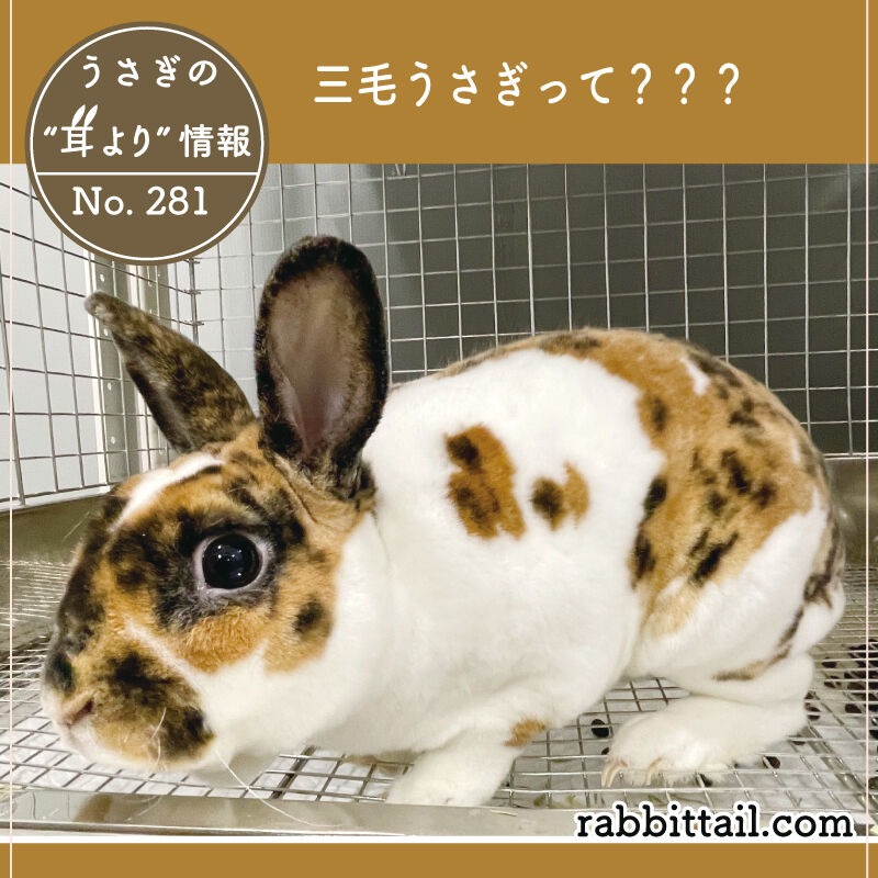 うさぎの耳より情報 No.281 三毛うさぎって？？？ : うさぎブログ