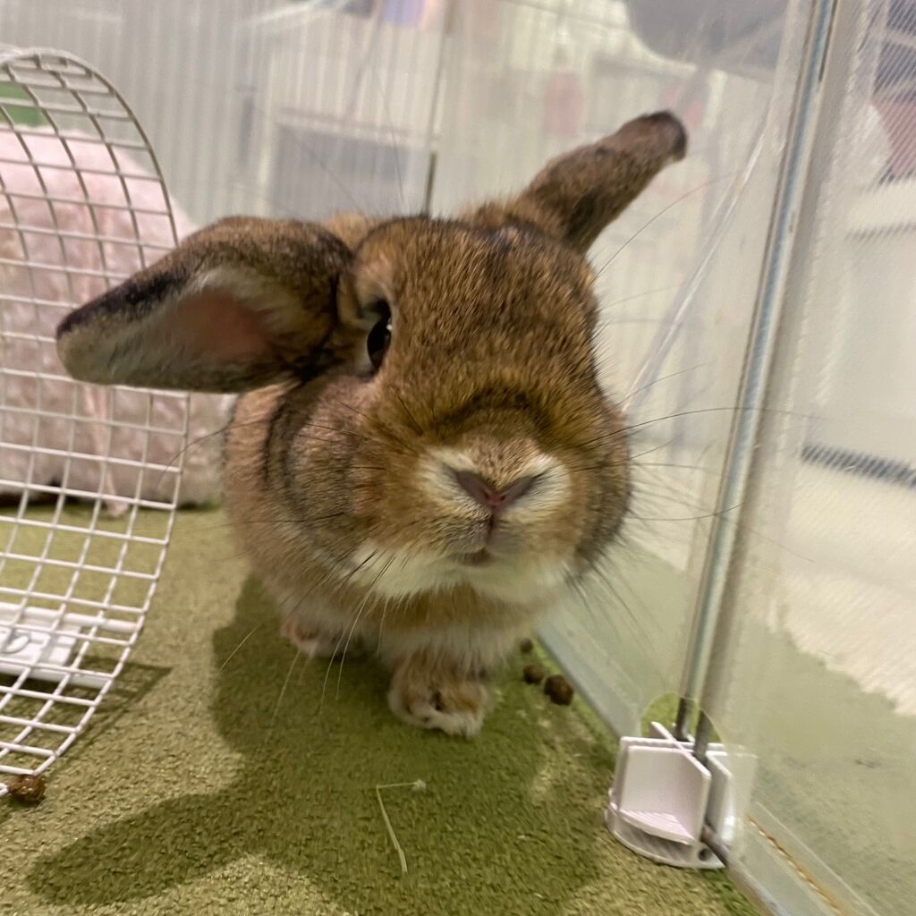 うさぎブログ うさぎのしっぽ公式ブログ 日々しっぽ うさちゃんお迎えしました うさぎブログ うさぎのしっぽ公式ブログ 日々しっぽ うさちゃんお迎えしました