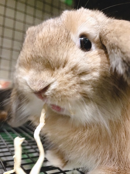 うさぎブログ うさぎのしっぽ公式ブログ 日々しっぽ 年07月02日 Livedoor Blog ブログ