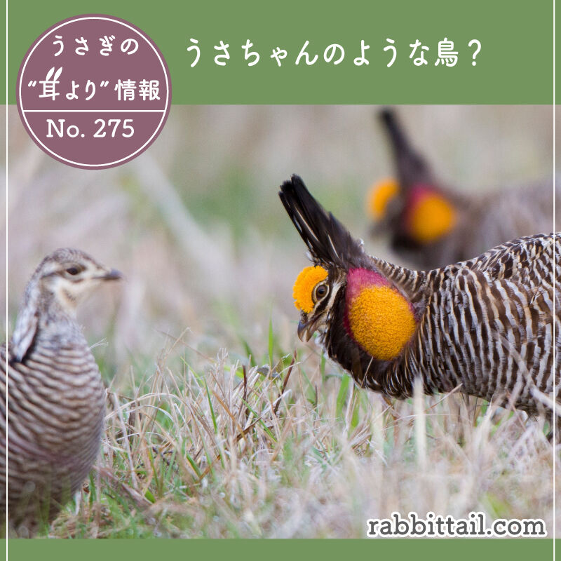 うさぎの耳より情報 No.275 うさちゃんのような鳥？ : うさぎブログ  