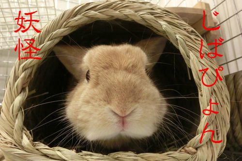 うさぎブログ うさぎのしっぽ公式ブログ 日々しっぽ ソアホック 飛節びらん はご存知ですか うさぎブログ うさぎのしっぽ公式ブログ 日々しっぽ ソアホック 飛節びらん はご存知ですか
