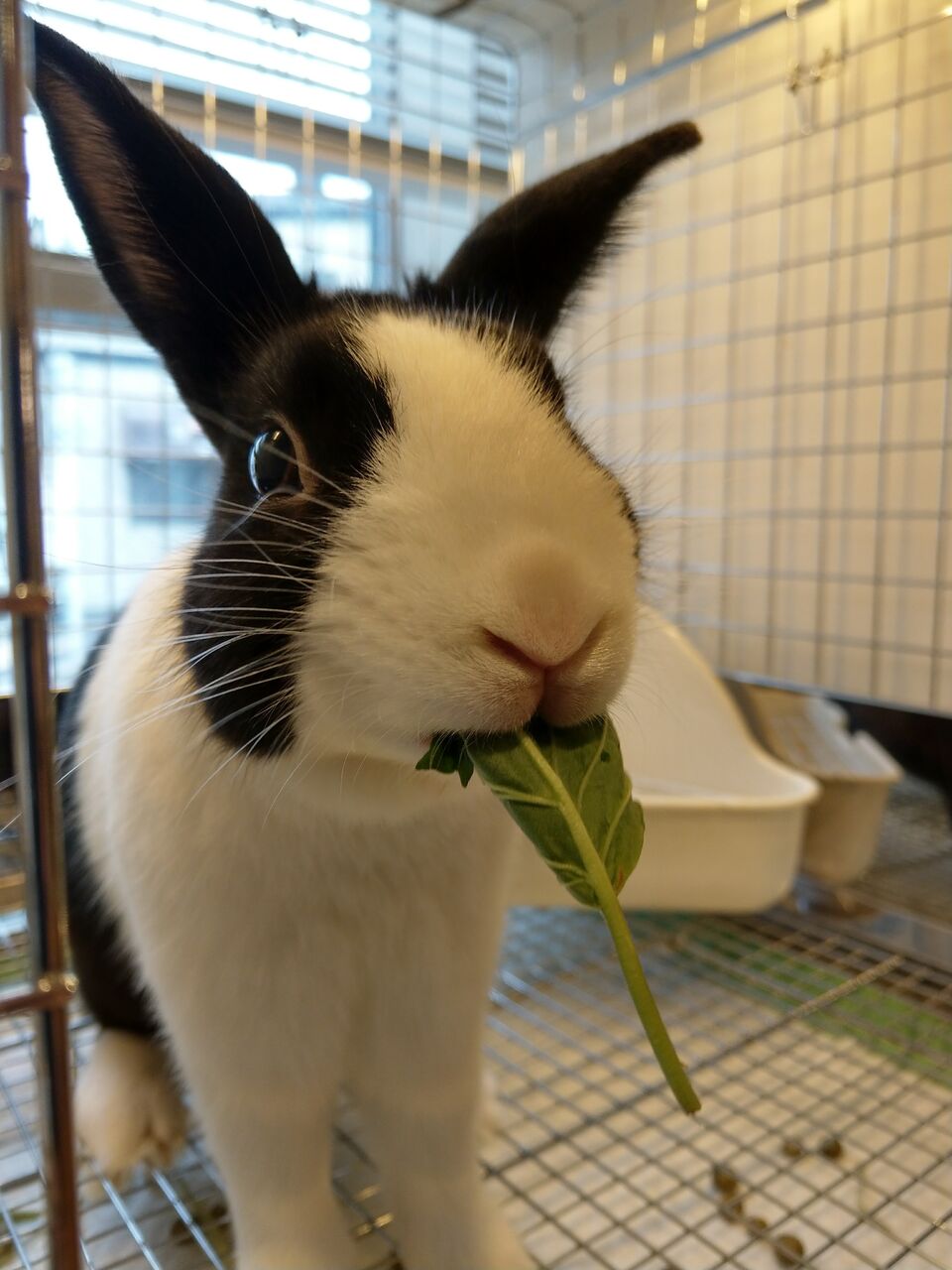 うさぎブログ うさぎのしっぽ公式ブログ 日々しっぽ ダッチの魅力